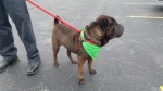 Photo of a Shar Pei named Jordan