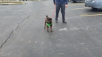 Photo of a Shar Pei named Jordan