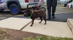 Photo of a Shar Pei named Jordan