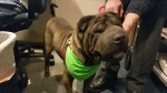 Photo of a Shar Pei named Jordan