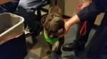 Photo of a Shar Pei named Jordan