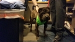 Photo of a Shar Pei named Jordan