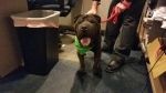 Photo of a Shar Pei named Jordan