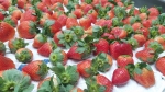 strawberries on a table