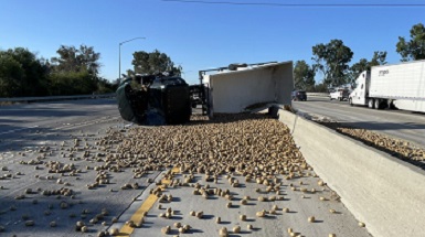 TRUCK OVERTURNS; SPILLS POTATOES ON HIGHWAY 99