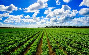 kern crop values down