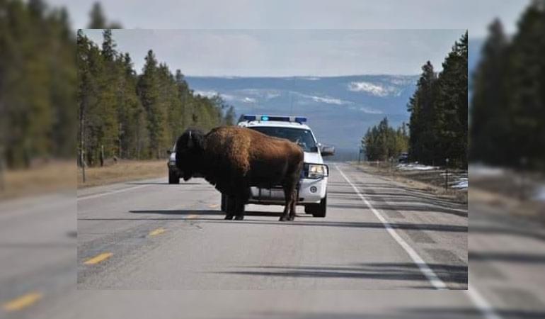 Montana Police Blast AC/DC to Move Bison From Blocking the Highway
