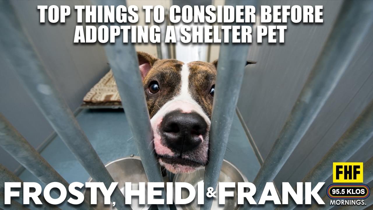 Top Things To Consider Before Adopting A Shelter Pet