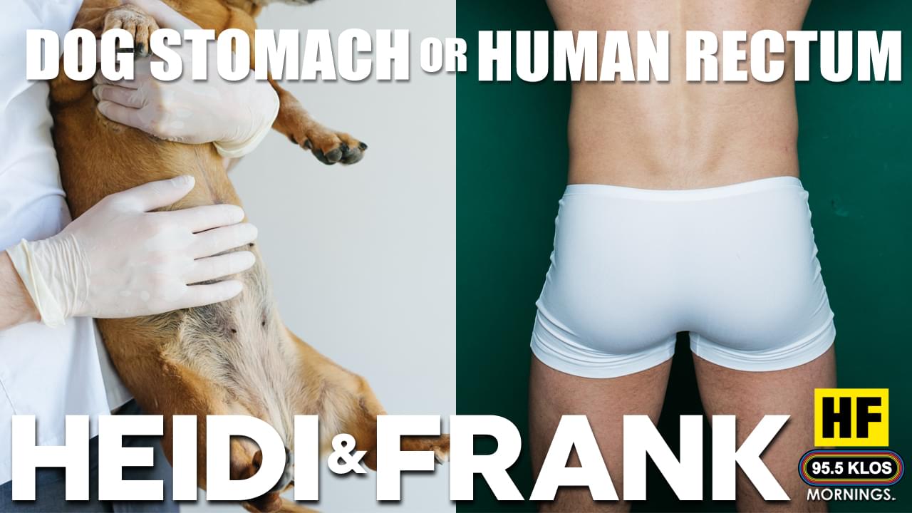 Dog Stomach or Human Rectum