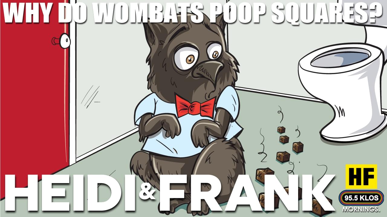 Why is wombat’s poop square?