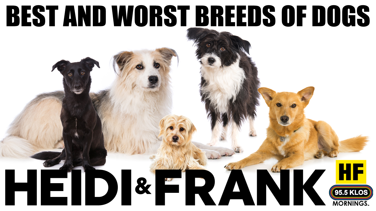 Best and Worst Breeds of Dogs