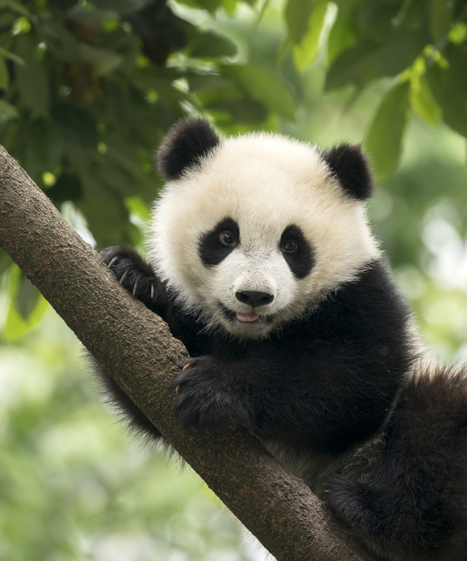  La Pareja de Pandas Yun Chuan y Xin Bao hacen su debut al público este 8 de agosto en San Diego Zoo