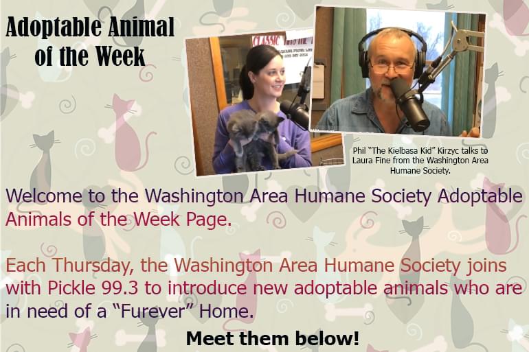 Washington Area Humane Society and Pickle 99.3