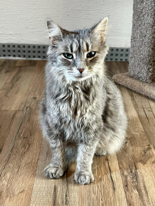 Miss Lucky