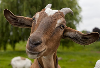Nothing Says Valentines like.. Goats?!