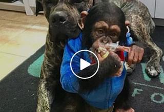 Cute Monkey and Dog are Best Friends