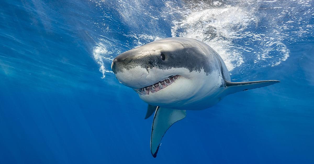 Watch: Giant Shark Circles Florida Man’s Boat