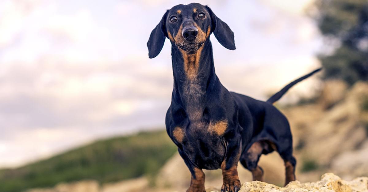 Germany Opens Museum Devoted Entirely to Wiener Dogs