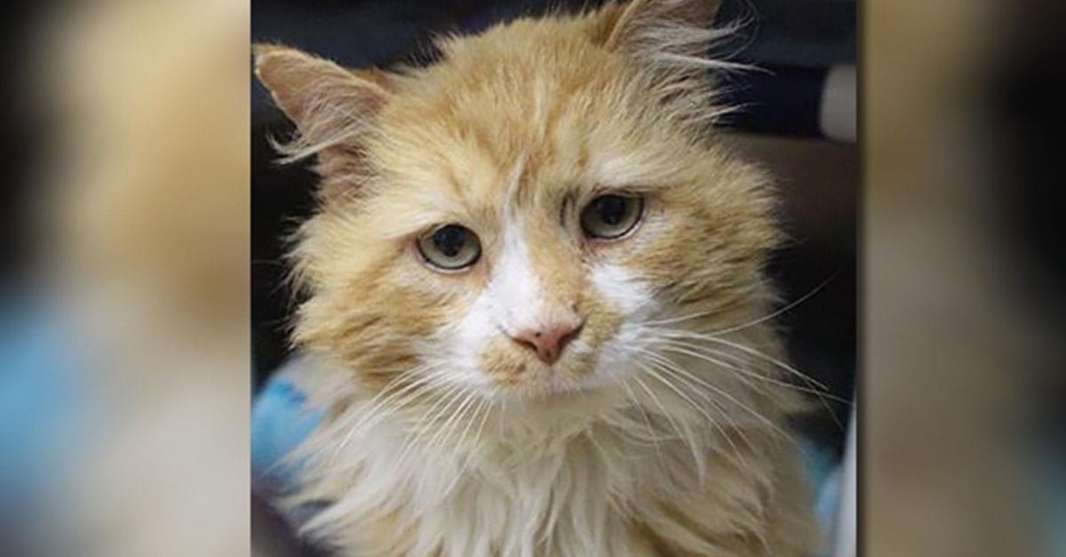 Cat that Walked 12 Miles Home to be Rejected finds New Home