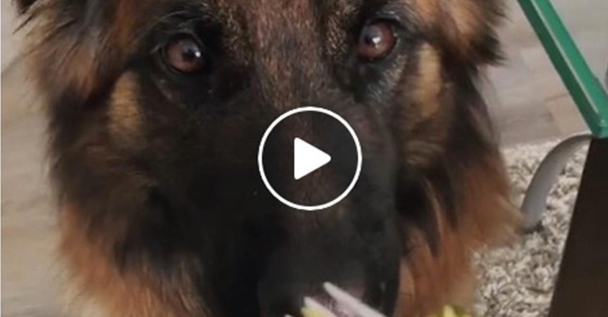 Watch: The Most Polite Dog in the World