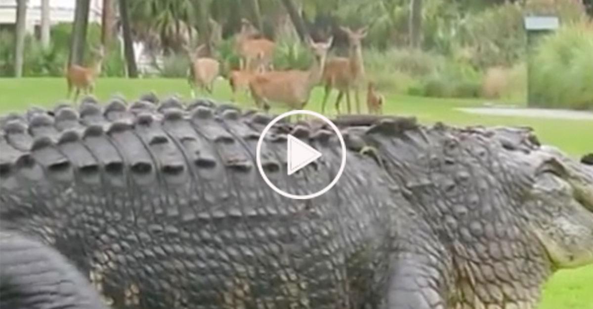 Watch: Alligator vs Deer on Golf Course