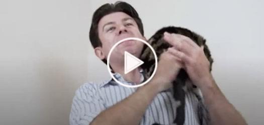 Watch: Video on How to Hold a Cat goes Viral