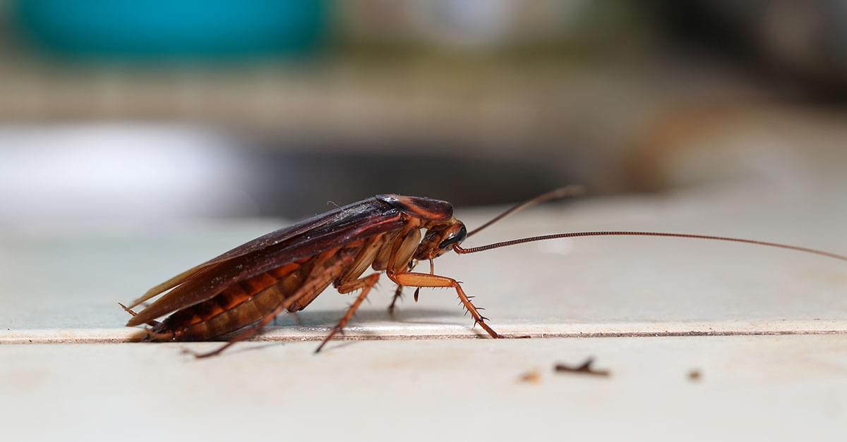 Is Cockroach Milk the Next Superfood?