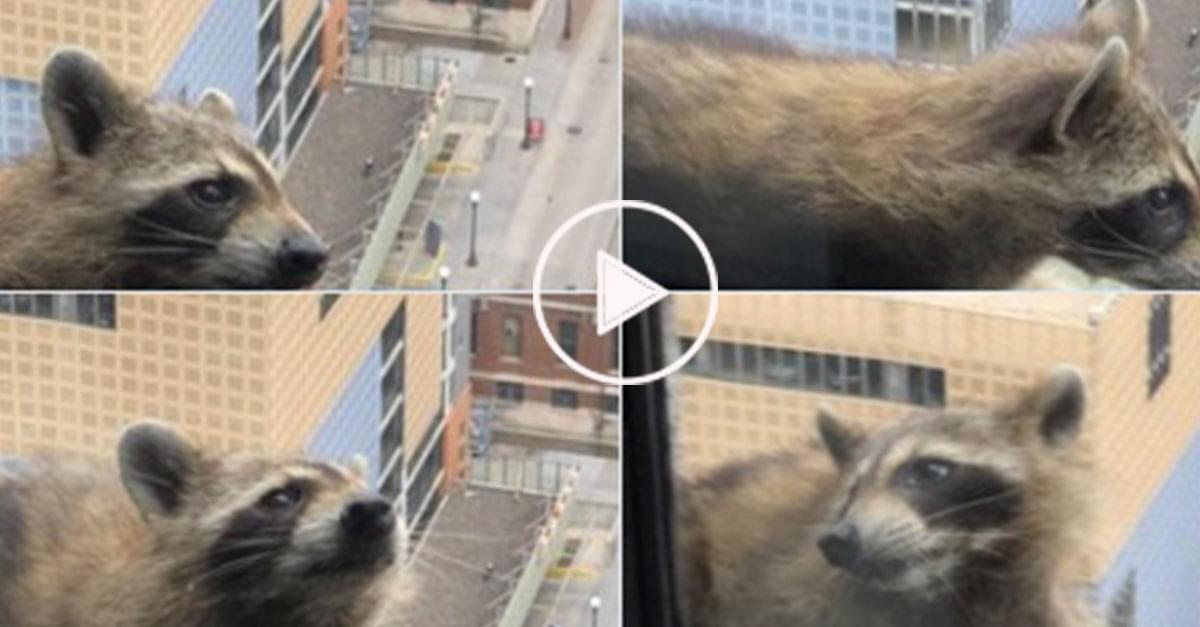 Watch: Raccoon Scales Skyscraper