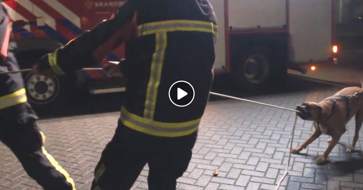 Watch: Dog helps Firefighters Pull Rope