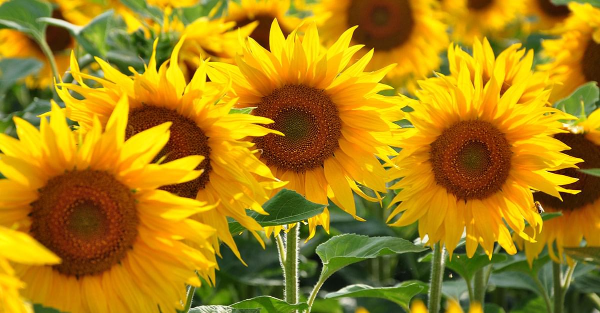 Looking for Sunflowers? Find them at Dix Park!
