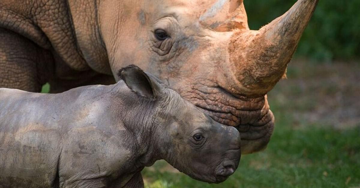 Help Name the NC Zoo’s Baby Rhino!