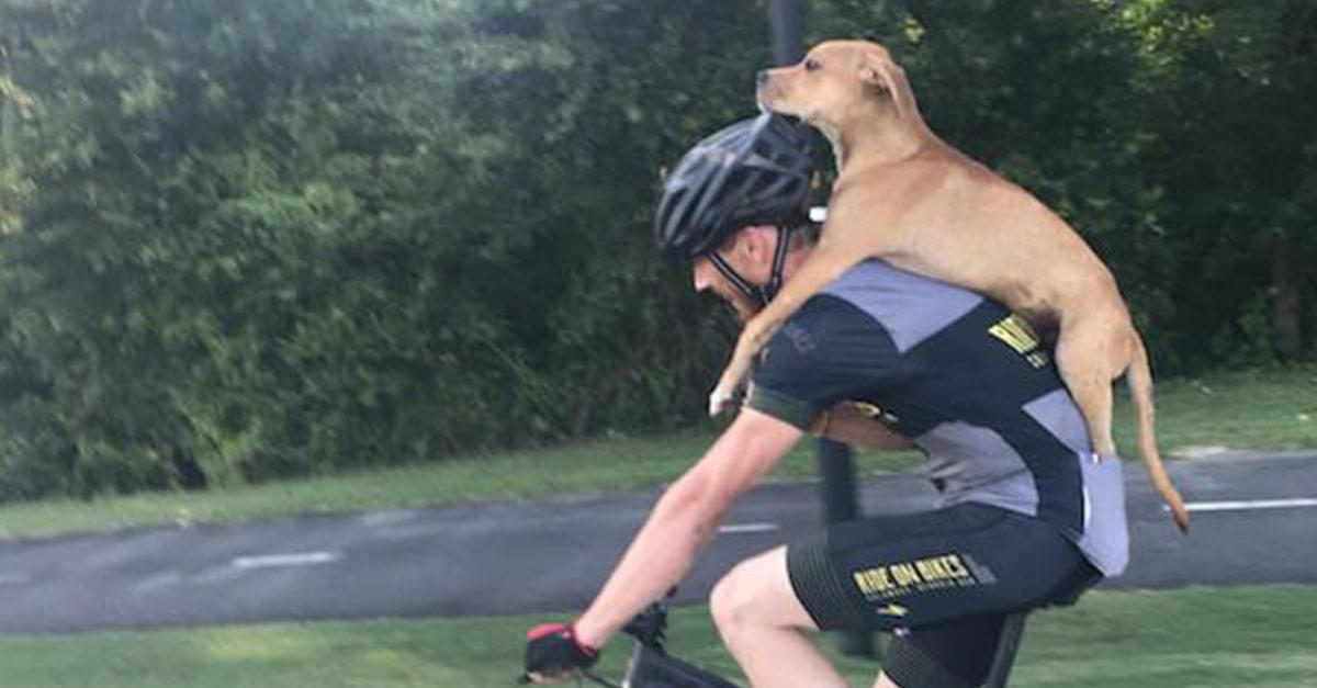 Cyclist Carries Injured Stray Dog on His Back, Gets Adopted