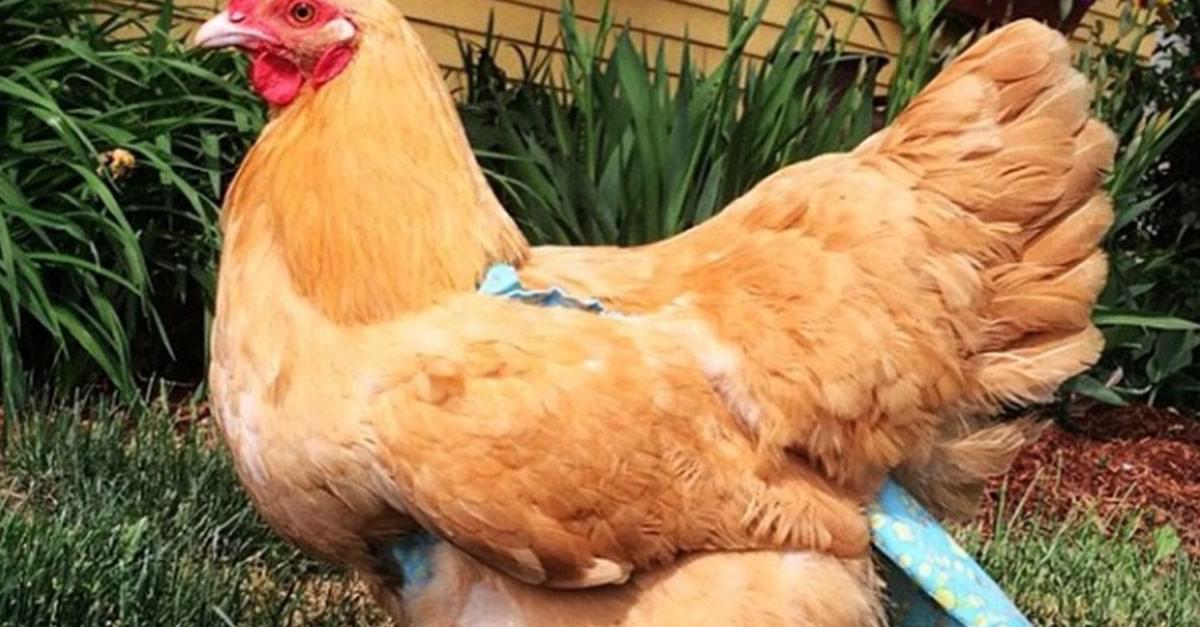 Yes, Chicken Diapers Exist