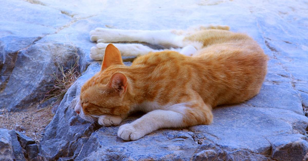 Greek Cat Sanctuary Hiring Caretaker