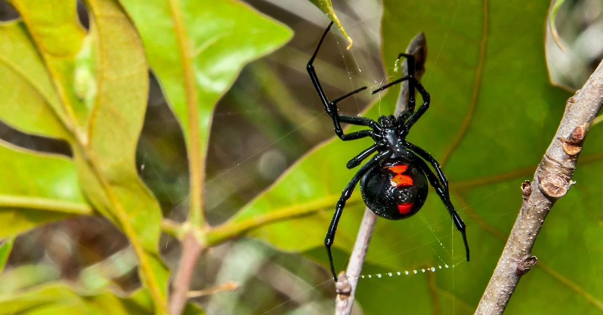 OMG! Clayton Woman Finds Black Widow in Grapes