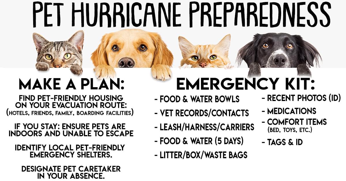 Hurricane Preparedness for Pets