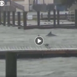 WATCH: Dolphins Frolic in Flood Waters