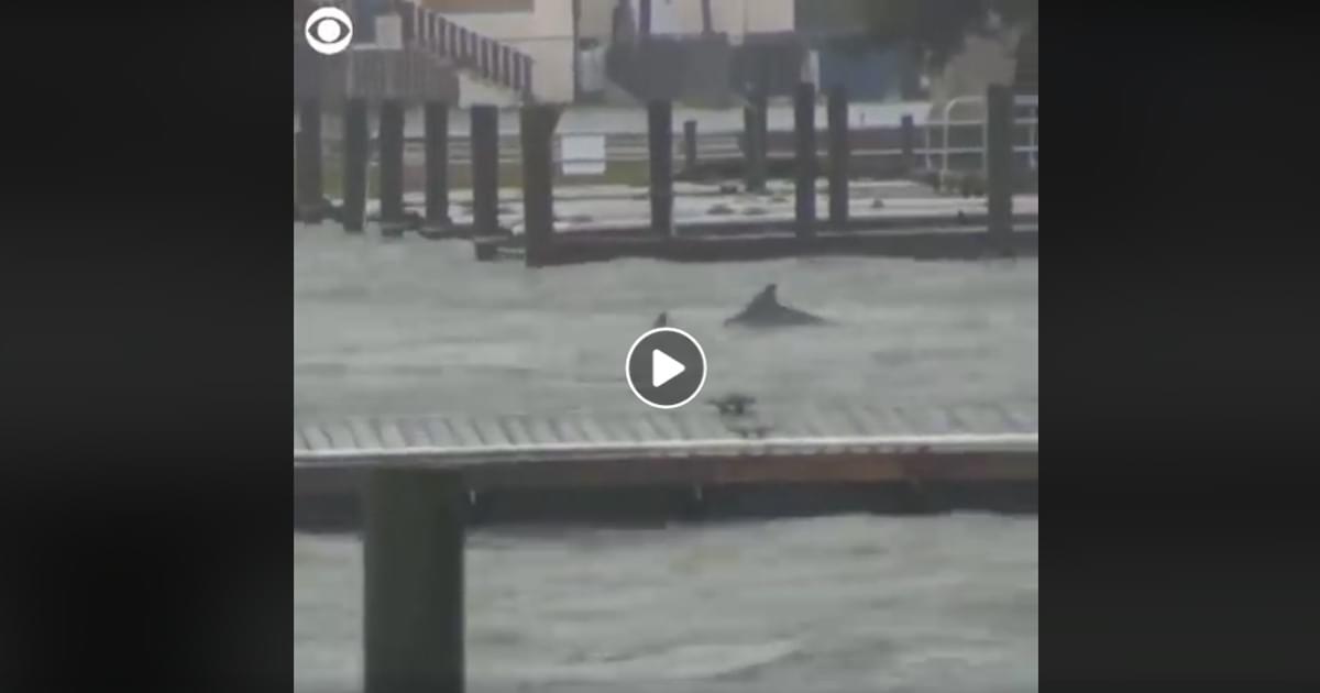 WATCH: Dolphins Frolic in Flood Waters