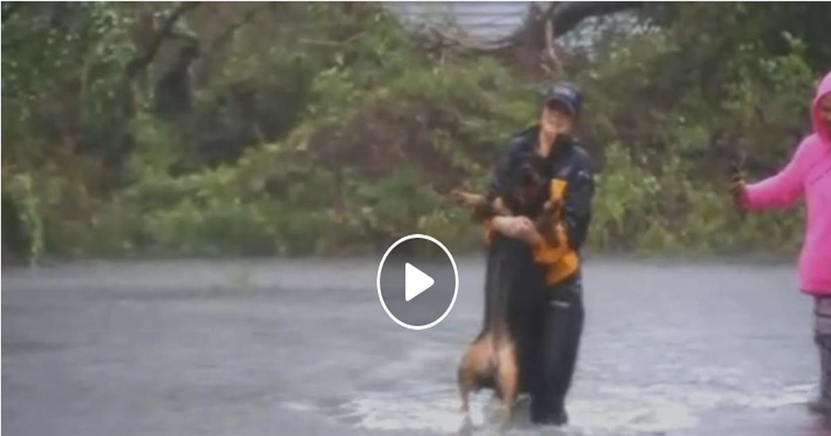 WATCH: Reporter stops broadcast to rescue dog