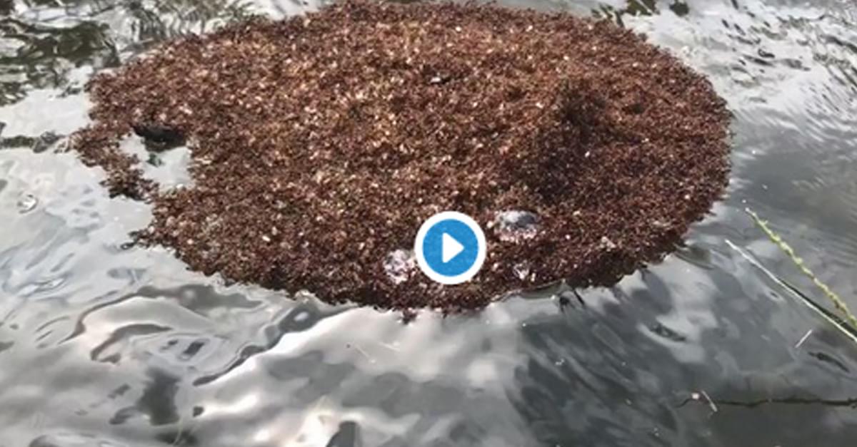 WATCH: Islands of Fire Ants float through Flood Waters