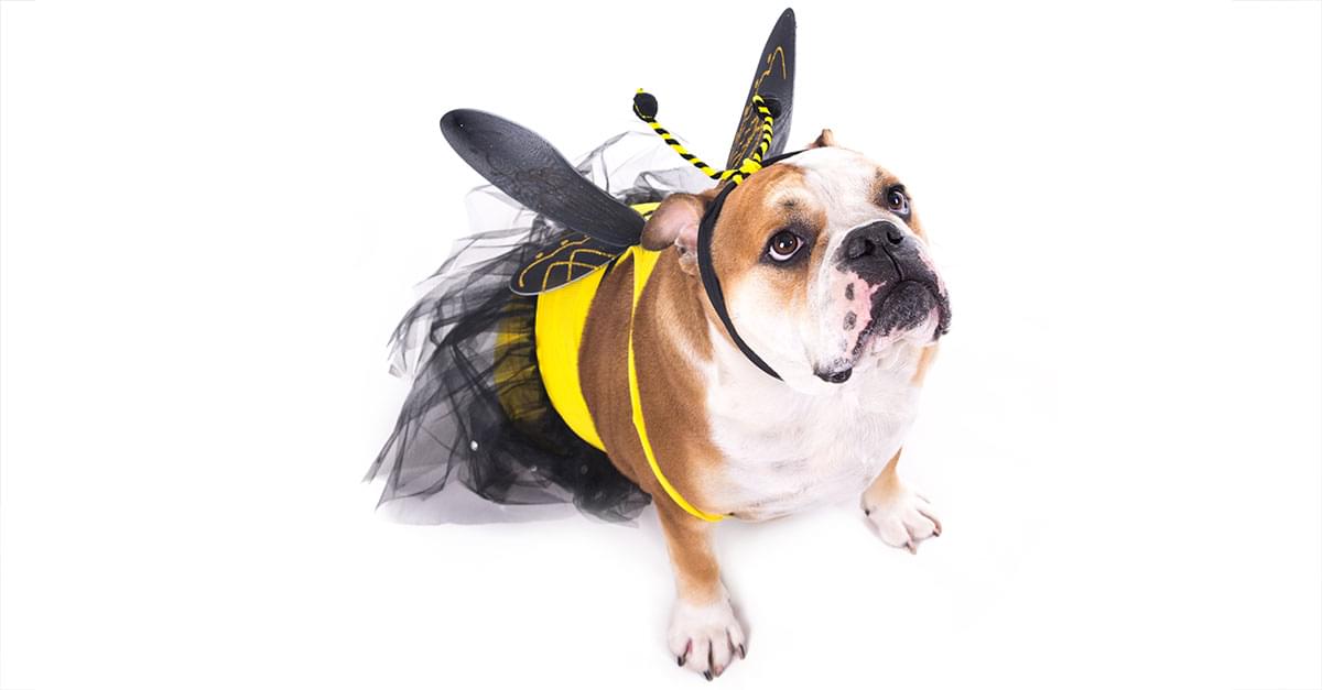 It’s National Dog Week! Zulily Unveils the Most “Pup-ular” Pet Costumes for Halloween
