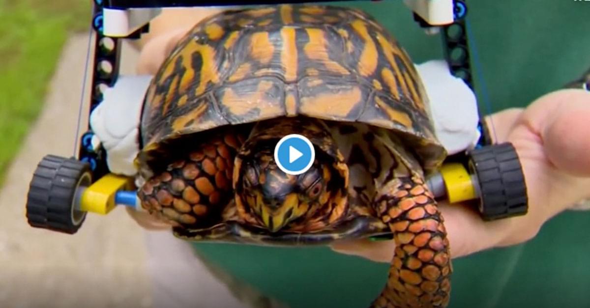Injured Turtle Uses Lego Wheelchair while Healing