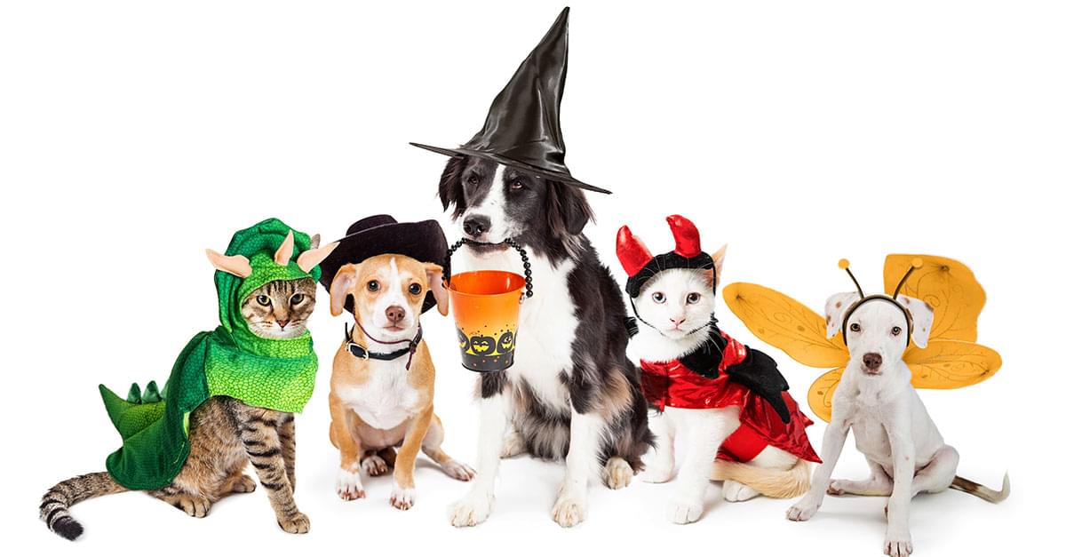 Pets Owners Spending $500M on Animal Costumes this Halloween