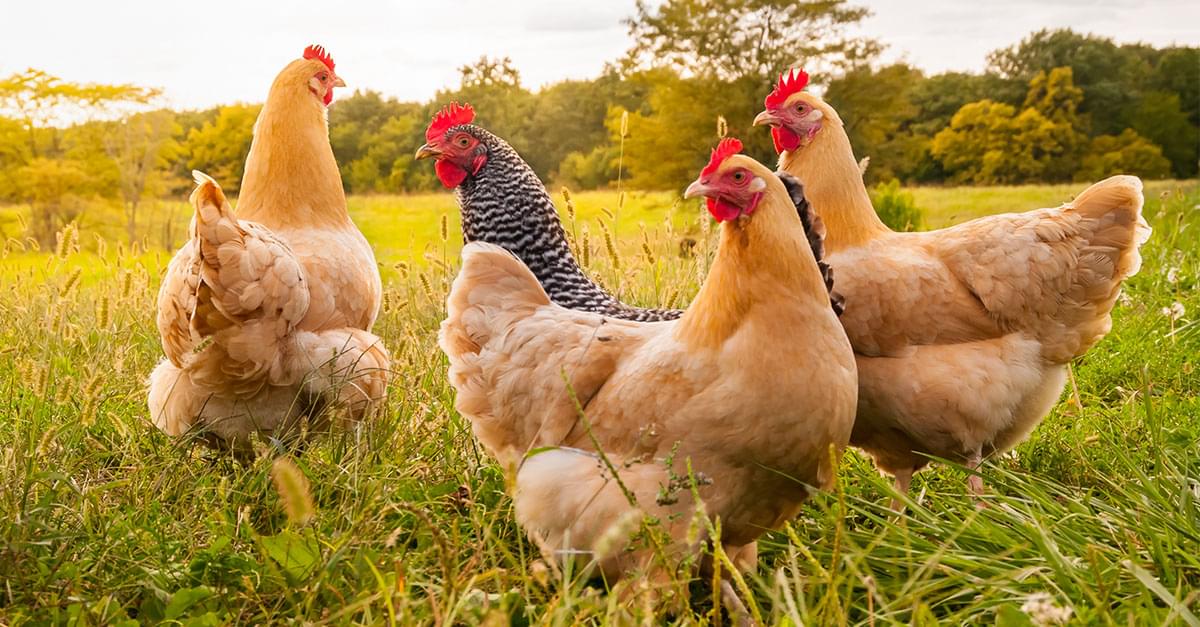Think Twice before Dressing up Pet Chickens for Halloween, CDC Warns