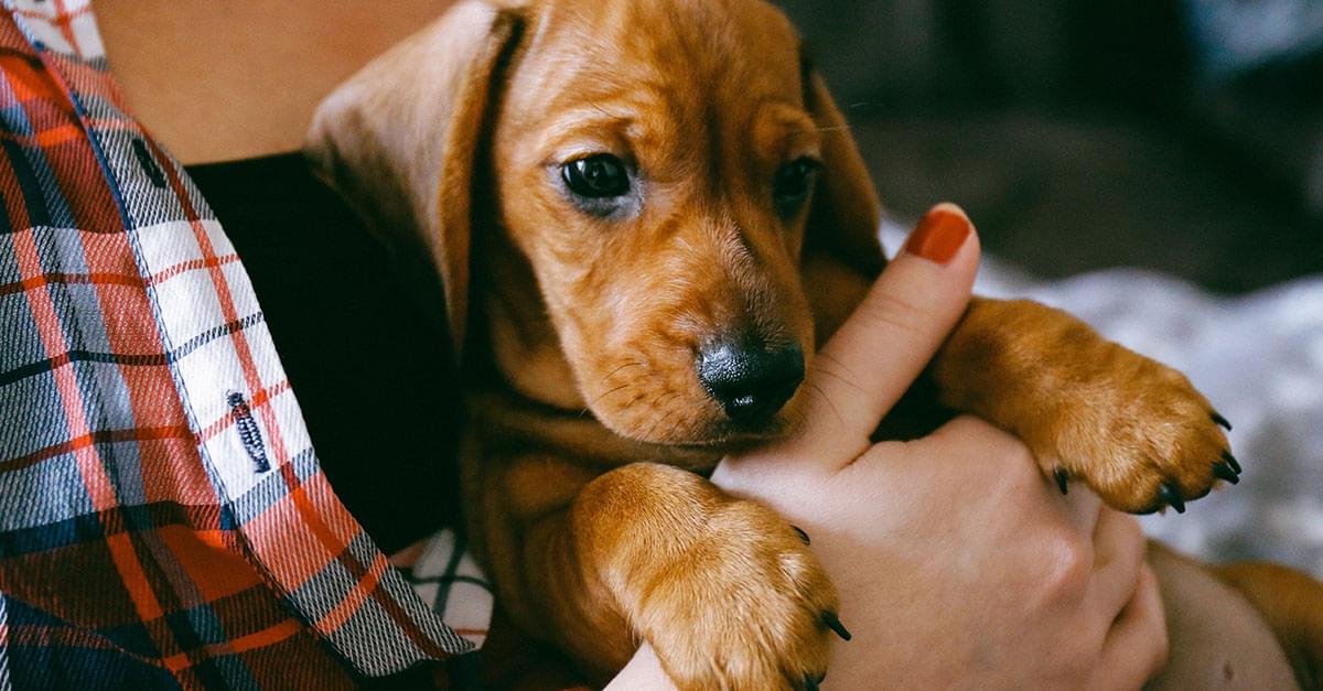 You Can Get Paid $100 an Hour to Pet Puppies!