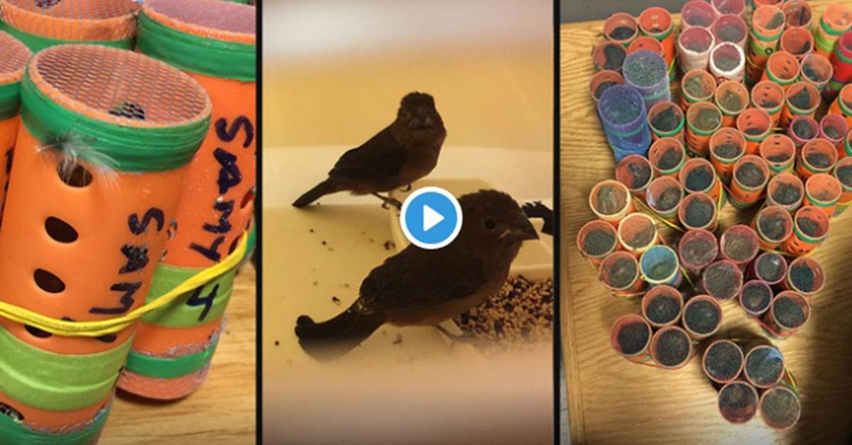 Passenger Caught Smuggling Live Birds in Hair Rollers