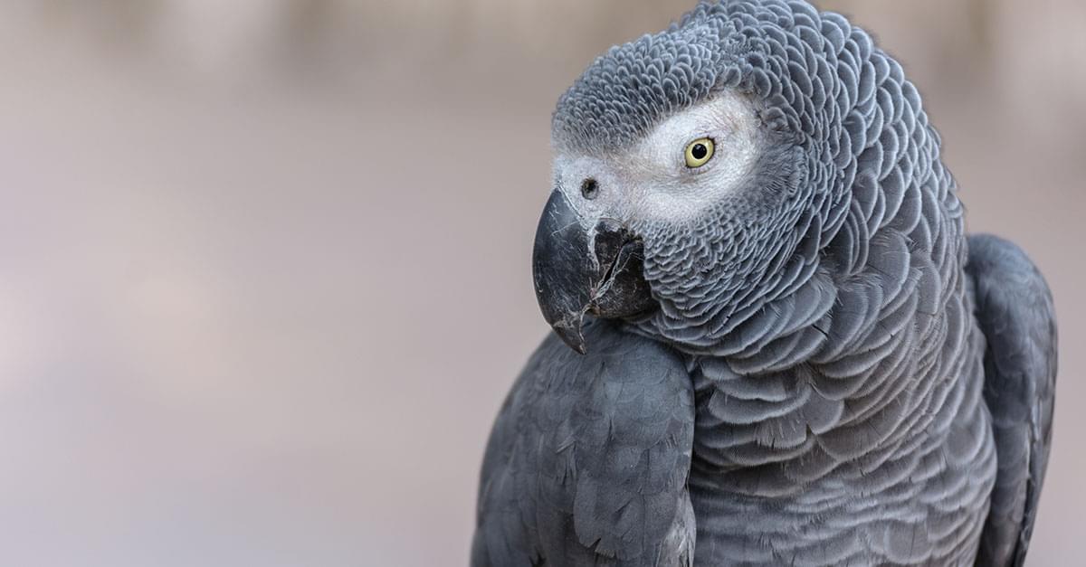 Parrot Uses Amazon’s Alexa To Order Snacks