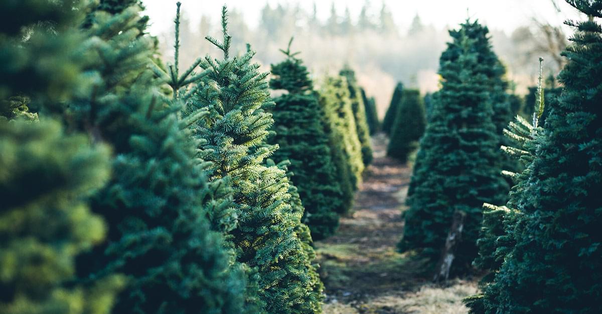 Here’s Where to Recycle Your Christmas Tree in the Triangle