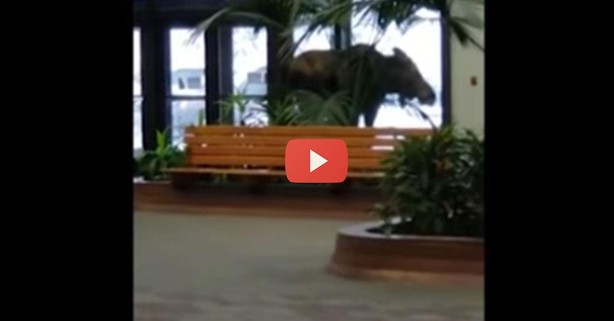 Watch: Moose Wanders Into Alaska Hospital
