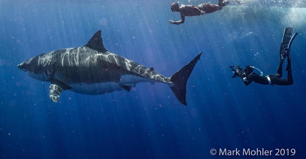 Watch: Divers Spot The World’s Largest Ever Recorded Great White Shark